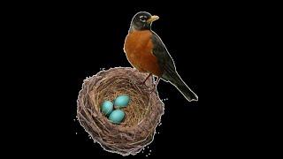 Robin's Nest