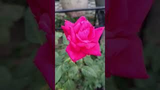 Roses in my garden#shorts#rose#plants#garde#mygarden #song