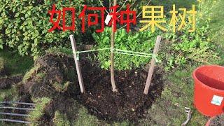 How to plant a fruit tree (nectarine tree)