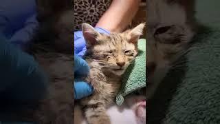 Kitten's Life Nearly Melts Away From The Extreme Heat; She's Barely Holding On