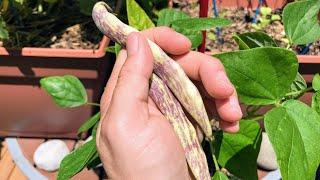 Dragon's Tongue Bean First Harvest!