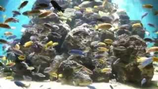 HUGE AFRICAN CICHLID TANK!  [HD]