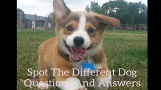 Spot The Different Dog Quiz Answers | Quiz Diva | Offer Toro