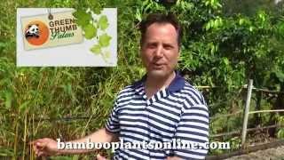 Asian Lemon Bamboo Plant from Bamboo Plants Online