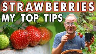 Growing Strawberries in Containers 