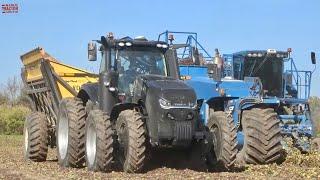 How are RED BEETS Harvested?