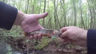 #Native #Brook #Trout #Fishing.. Out and About OutDoors with Ron and Friends  Episode 53 Season 1