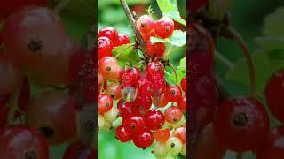 Red Berries Harvest #redberry  #berries  #fruit