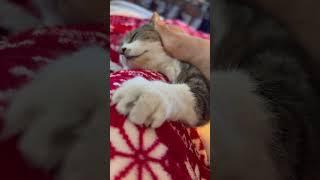 ASMR ️ Kitty paw’s purrs and claws Caturday #asmr #asmrcats