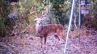 Slater Plantation: Quail Woods, Giant Bucks, and Loaded w/ Turkeys along the Coosawhatchie River