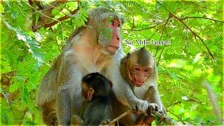 Mom Jane Reject Janna Request Milk | Monkey Janna Jealous With Little Jody