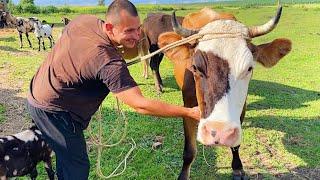 МЫ КУПИЛИ КОРОВУ! ПОПОЛНЕНИЕ В ХОЗЯЙСТВЕ! НАША ФЕРМА! ЖИЗНЬ ПРОСТЫХ ЛЮДЕЙ В ДЕРЕВНЕ!