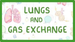 GCSE Biology - Gas Exchange and Lungs