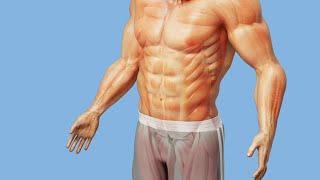 Body Recomposition Explained In Full Detail