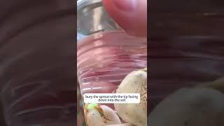 How to Grow Jackfruit from Seed at Home #jackfruittree   #growjackfruit #homegardening
