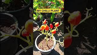 my chilli plant in pot #shorts