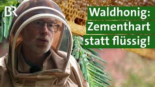 Imker fluchen: Warum dieses Jahr der Waldhonig hart wird | Unser Land | BR