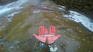 Native Brook Trout Fly Fishing Ben's Creek PA