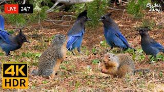  24/7 LIVE: Cat TV for Cats to Watch  Wild Birds and Squirrels Unlimited 4K  Cat Games HDR