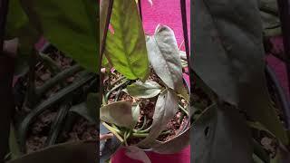 Cebu Blue Pothos  #planthaul #epipremnum #epipremnumpinnatum #shorts #shortvideo