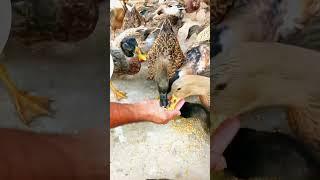 My first Mini Vlog #minivlog #firstvlog #minizoo #pets