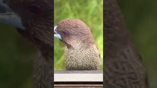 Scaly-breasted Munia #birds #birdsounds #nature #birdslover