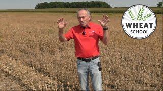 Wheat School: Five planting tips for great winter wheat