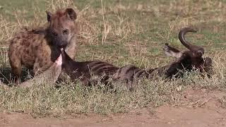 Hyena feasting on a live wildebeest