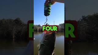 2 Giant Bass After Learning From Failures #bassfishing