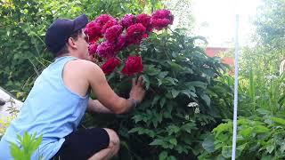 The Most Beautiful Gardens in RUSSIA Garden Flowers family farm urban farmer