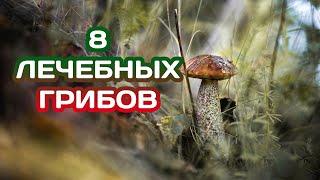 ЛЕЧЕБНЫЕ ГРИБЫ. ТОП 8 ЦЕЛЕБНЫХ ГРИБОВ.