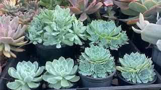 Echeveria Glauca vs Echeveria Elegans 'Mexican Snowball' quick overview and growing tips