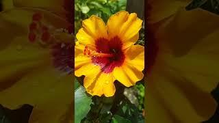  Orange Hibiscus 