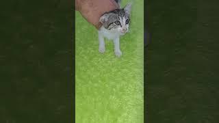 #cats #kittens #cute