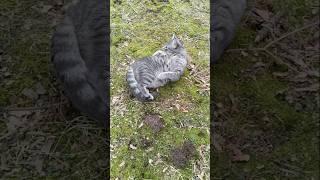 My cat enjoying the grass again after 2 weeks of snow #cat #catlover #peekaboo