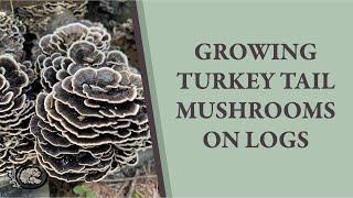 Growing Turkey Tail Mushrooms on Logs