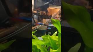neon tetra fish  #fishtank #aquarium #neontetrafish #shorts #trending #ytshorts #pets