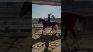 Western (Edit #1) #foryou #equestrianedit #shorts #western #horses #lope #apha #painthorse #eq #fyp