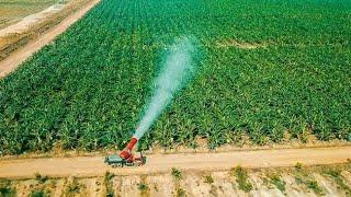 MENAKJUBKAN  INILAH PERKEBUNAN PISANG CAVENDIS MODERN