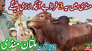 Today New Multan Cow Mandi Fresh Latest Update 26-08-2024 | Cow Mandi 2024 | Cholistani Bachra Mandi