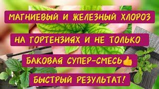 Магниевый и железный ХЛОРОЗ на гортензиях и не только. БАКОВАЯ супер -смесь, быстрый результат 