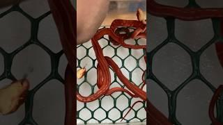 RED SNAKES…MUST SEE!!!  #red #redsnake #boas #snakes #reptile #reels #animal #unreal #nature #wow