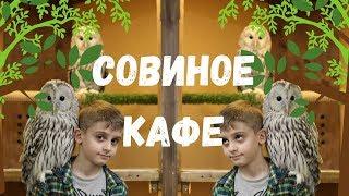 Совиное кафе | OWLDOM | Katya Rinkevich