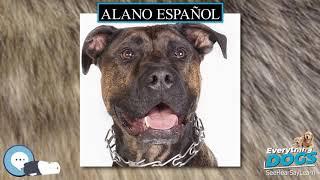 Alano Español  Everything Dogs 