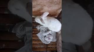 baby rabbit mga ka rekboy