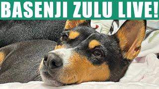 Basenji Zulu Live!