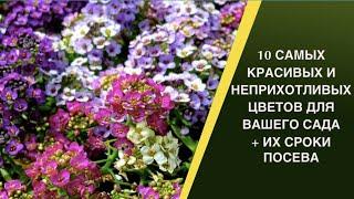 ТОП-10 РОСКОШНЫХ ЦВЕТОВ, КОТОРЫЕ ДОЛЖНЫ БЫТЬ В КАЖДОМ САДУ!