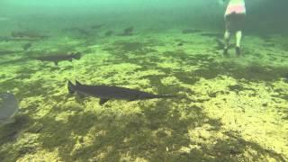 Pretty girl is surrounded by a school of huge Gar fish