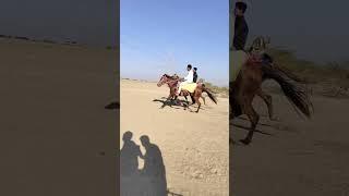 horse video  #horse #youtube #horselover #horseracing#sort  #youtubeshorts #fyp #foryou #short