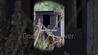 Sneaky Airsoft Ghillie tried to creep up on me. Big Mistake!